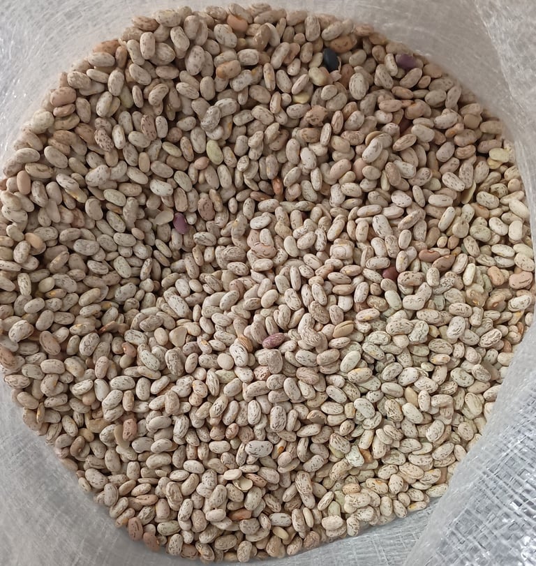 Frijol Pinto Saltillo premium - granos de la más alta calidad